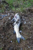 fish-dead.jpg